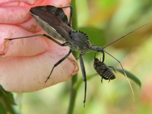 https://commons.wikimedia.org/wiki/File:A_Wheel_bug_%28Arilus_cristatus%29_eating_a_Japanese_beetle_%28Popillia_japonica%29.jpg https://www.flickr.com/photos/audreyjm529/1240909256/