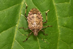 Halyomorpha_halys_lab