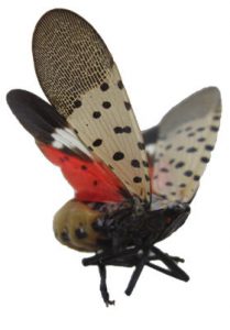 Spotted Lantern Fly