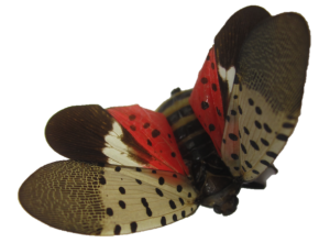 Spotted Lanternfly (Wings Spread)