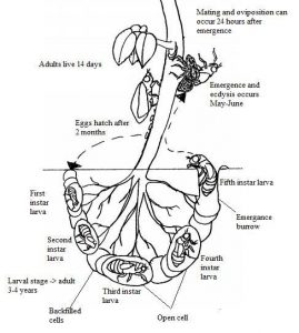 Drawing: Sarah Schulz-Arnold. Based on http://thehouseholdpests.org/cicada-life-cycle-images.html